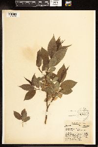 Salix lucida image