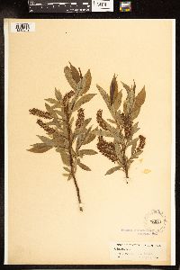 Salix lucida image