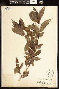 Salix lucida image