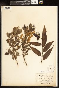 Salix lucida image