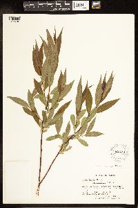 Salix lucida image