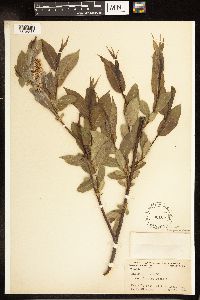Salix lucida image