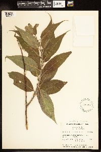 Salix lucida image