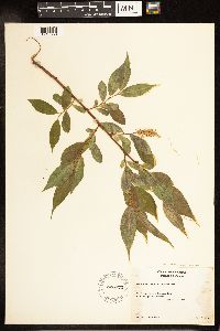 Salix lucida image