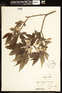 Salix lucida image