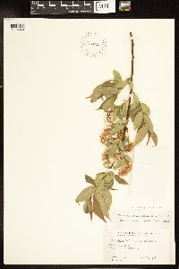 Salix lucida image