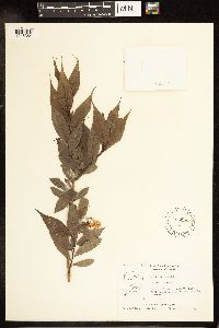 Salix lucida image