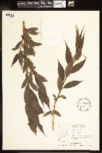 Salix lucida image