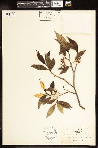 Salix lucida image