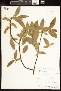 Salix lucida image