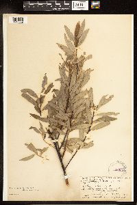 Salix lutea image