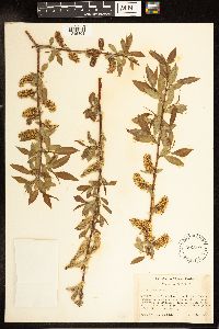 Salix lutea image