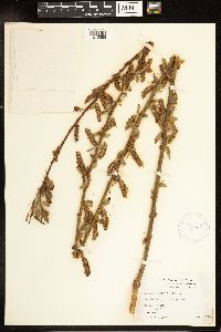 Salix lutea image
