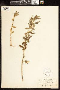 Salix lutea image