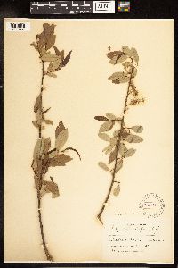 Salix lutea image