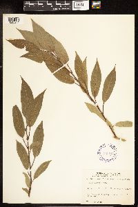 Salix lutea image