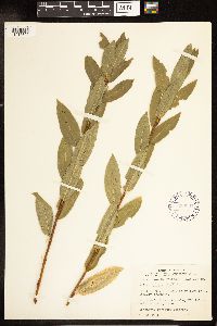 Salix lutea image
