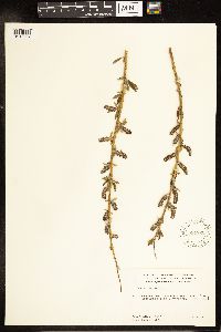Salix lutea image