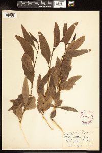 Salix lutea image