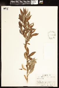 Salix lutea image