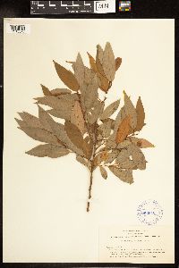 Salix lutea image