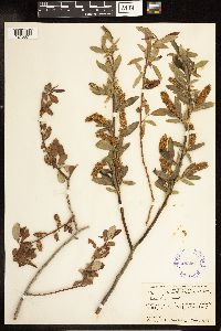 Salix lutea image