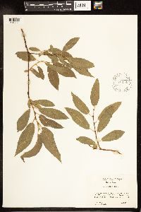 Salix lutea image