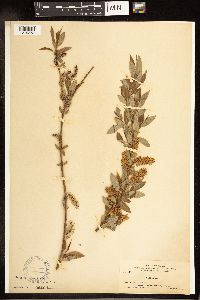 Salix lutea image