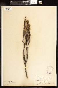 Salix lutea image