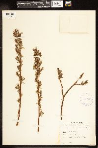 Salix lutea image