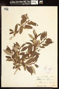 Salix lutea image