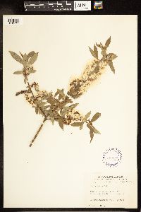 Salix lutea image