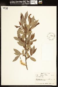 Salix lutea image