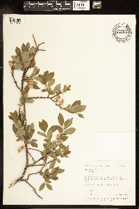 Salix lutea image