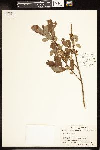 Salix lutea image