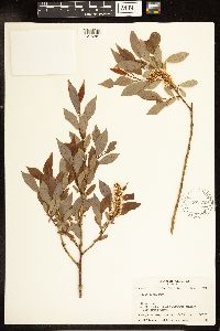 Salix lutea image