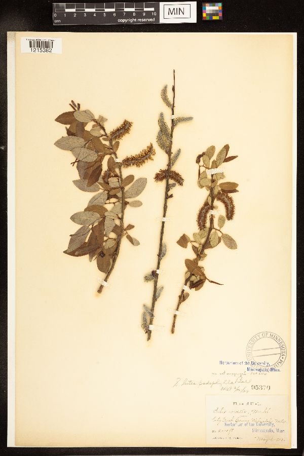 Salix lutea image