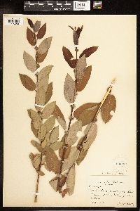 Salix lutea image