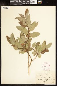 Salix lutea image