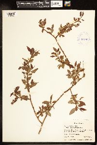Salix lutea image