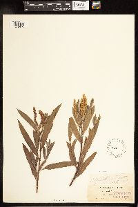 Salix melanopsis image