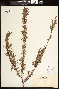 Salix melanopsis image