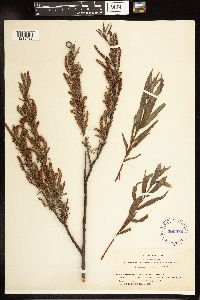 Salix melanopsis image