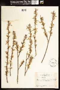 Salix melanopsis image