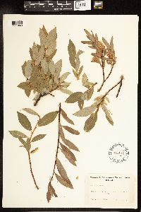 Salix melanopsis image