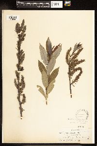 Salix myricoides image