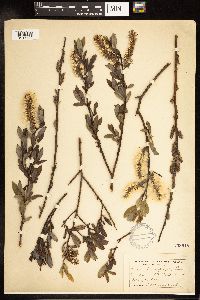Salix myricoides image