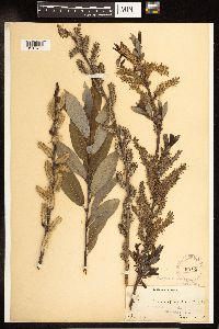 Salix myricoides image