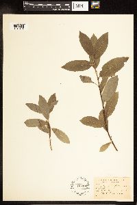 Salix myricoides image