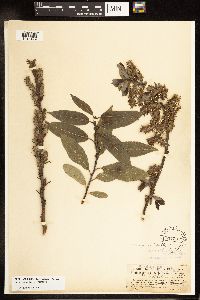 Salix myricoides image